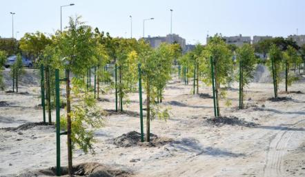 The National Afforestation Strategy Aims To Double The Number Of Trees In Bahrain By 2035